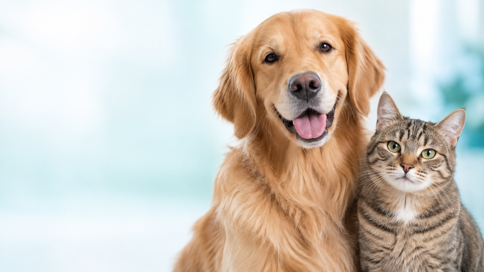 A happy golden retriever and tabby cat sitting together
